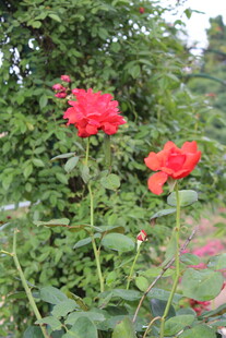 月季花 