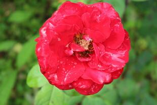月季花 
