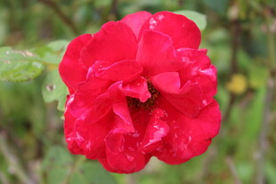 月季花  