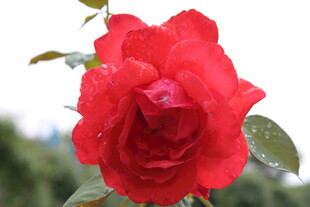 月季花  