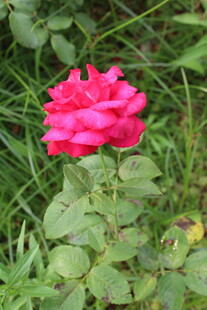 月季花 
