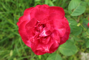 月季花