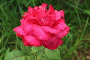 月季花 