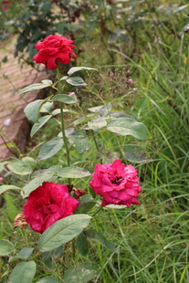 月季花 