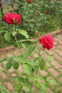 月季花 
