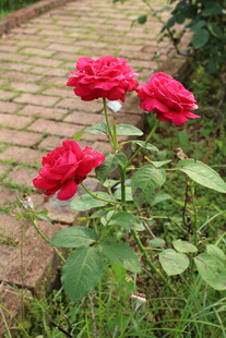 月季花 