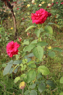 月季花 
