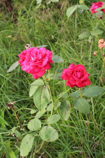月季花 