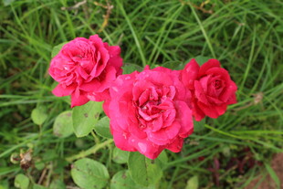 月季花