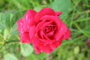 月季花