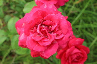 月季花