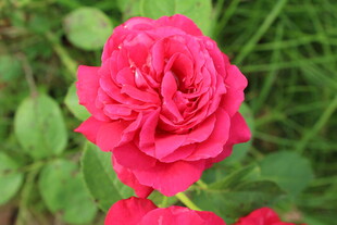 月季花 
