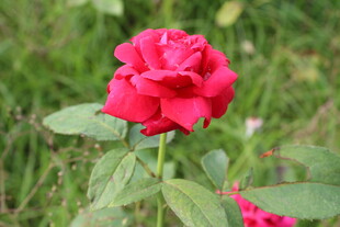 月季花 