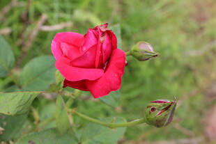 月季花 