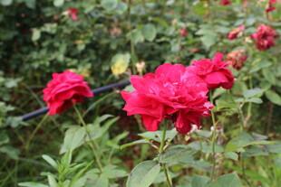 月季花 