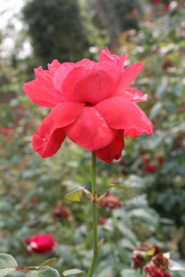 月季花 