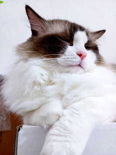 慵懒布偶猫惬意休憩