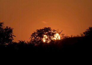 夕阳下的树木剪影