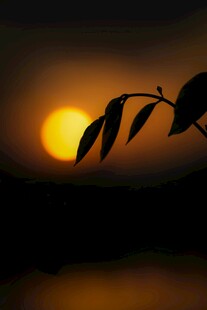 夕阳下的枝叶剪影