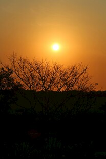 夕阳下的树木剪影