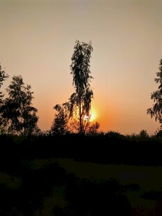 夕阳下的树木剪影