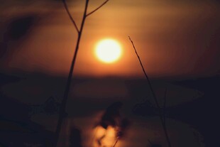 夕阳下的枯枝剪影