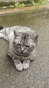 趴着的可爱灰色猫咪