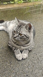 趴着的灰毛猫咪