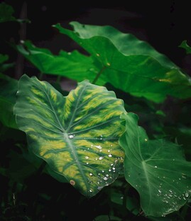 海芋