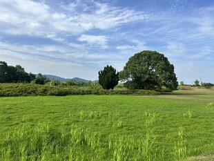 广袤绿野中的葱郁大树