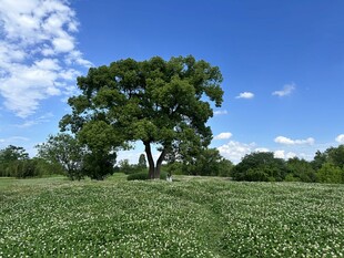 田野中的葱郁大树