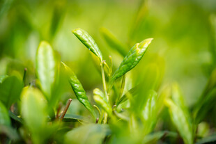 绿叶 新茶