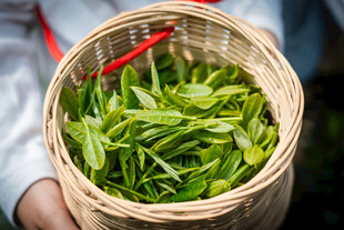 竹篮中的鲜嫩茶叶