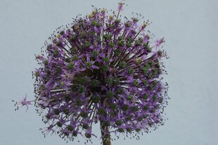 球状紫色花卉