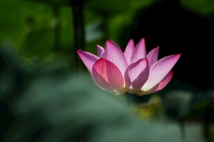 粉色荷花