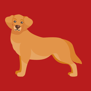 站立的黄色拉布拉多犬