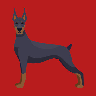 红色背景上的杜宾犬插画