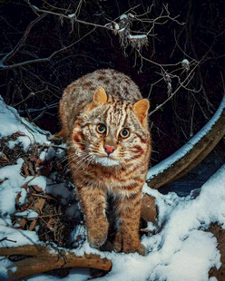 豹猫