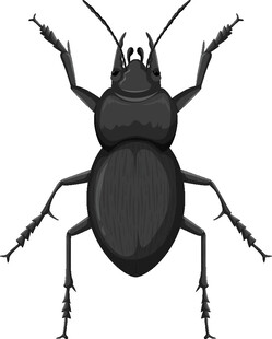 黑色甲虫插画