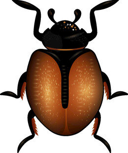 甲虫插画