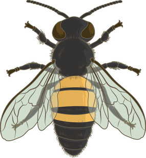 黑黄条纹蜜蜂插画