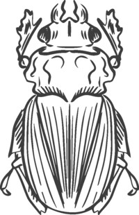 甲虫插画