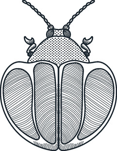 甲虫图案线条插画设计