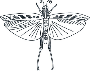 昆虫线描图案设计素材