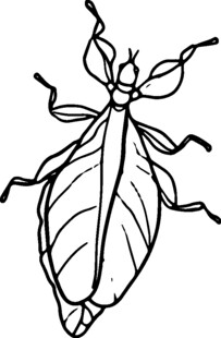 昆虫简笔画之叶形甲虫
