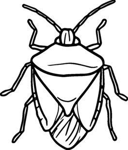 卡通风格盾蝽昆虫插画