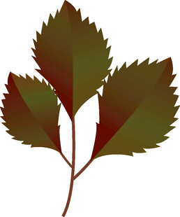 三叶植物插画