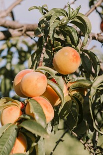 枝头饱满诱人的成熟桃子