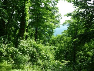 绿意盎然的森林小径