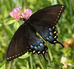 黑蝶停驻粉花上